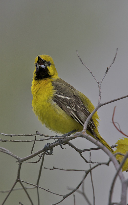 juv orchard oriole